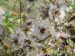 2005/11